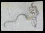 Parascytalocrinus Crinoid Fossil - Crawfordsville #20843-3